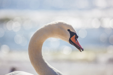 portrait of a swan