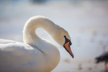 swan on the lake