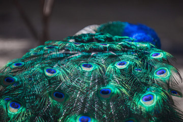 peacock feather background