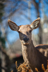 portrait of a deer