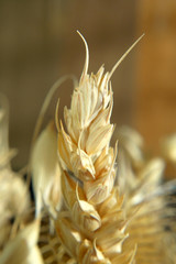 Dried spikelet in a decorative bouquet Shallow depth of field