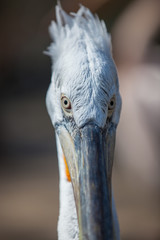 portrait of a pelican