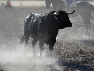 toro en españa