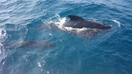 Naklejka premium orca