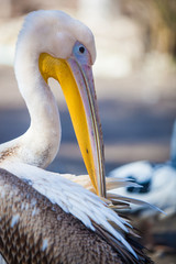 portrait of a pink pelican