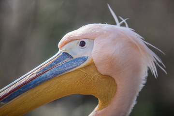 portrait of a pelican