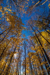 Naklejka premium Shining through the tall trees in Fall