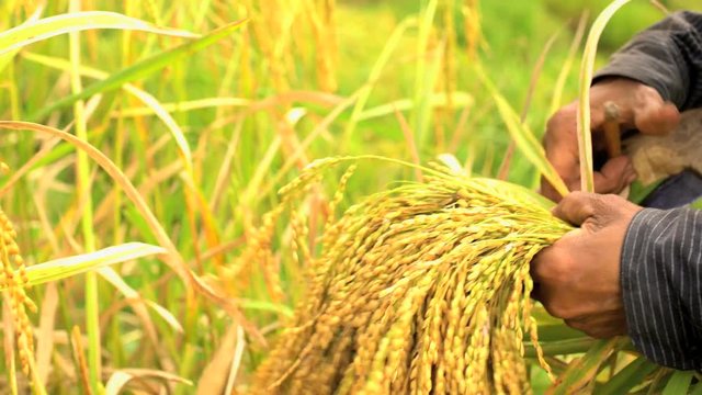 Indonesian traditional female manual worker on terraced rice field hillside picking and gathering harvest crop Bali Asia