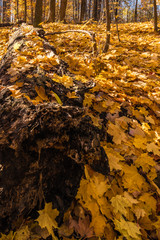 Logging the Fall colors