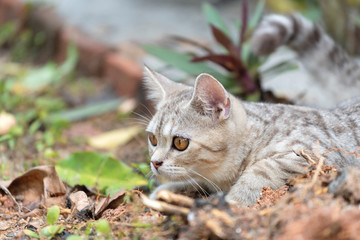 Lovely cute little cat with  beautiful yellow eyes in garden outdoor looking a birds