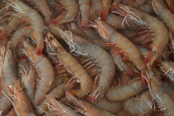 camaron cocido golfo de mexico tampico tamaulipas