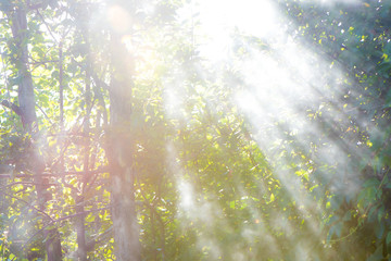 rays of the sun coming through the smoke on the foul of summer greens. Smoke lit by sunlight.