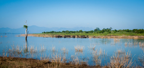 Wildlife landscape with bathing water buffaloes against a background of blue mountains on a bright sunny day. View of the Uda Walawe reservoir in the national park Udawalawe in Sri Lanka.