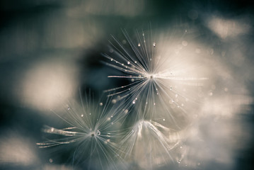 White fluffy dandelions, natural green blurred spring background, selective focus.