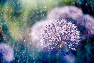 alium flower with dandelion flower structure wit water drops. ma