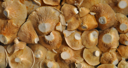 Texture of edible mushrooms