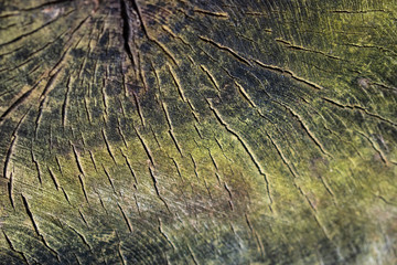 Background from old cut tree. Wooden Texture background