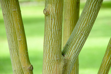 Acer capillipes Schlangenhautahorn