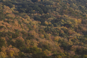 Autumn forest texture on the side of the hill
