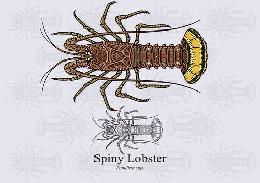 Spiny Lobster. Vector illustration with refined details and optimized stroke that allows the image to be used in small sizes (in packaging design, decoration, educational graphics, etc.)