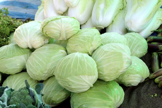 cabbage at the market