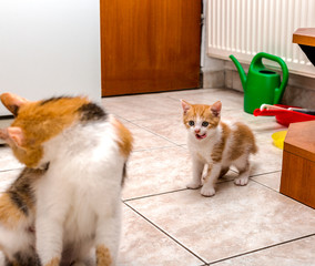 Cute little ginger-white kitten licking lips and looking at her mother-cat