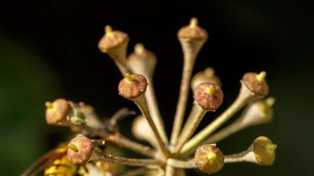 Extreme close-up of ivy inflorescence where is a wasp climbing through the flowers looking for nectar. As you can see, flowers are already been harvested (surely pollinated) and the insect flies away