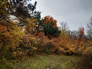 autumn in the forest