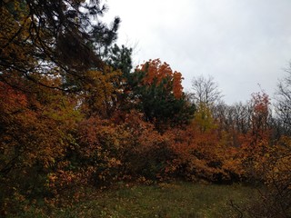 autumn in the forest