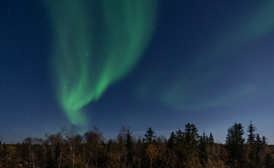 A strip of Northern light in starry night over green pine trees at Yellow Knife