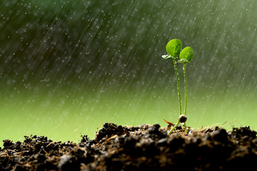 Twins young plant growing on the ground in the rain - obrazy, fototapety, plakaty