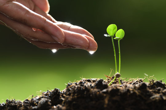 Human's hand watering twins young plant on nature background