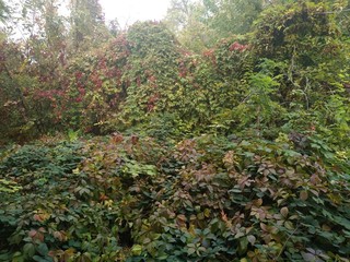 autumn in the forest