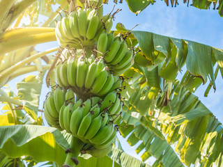 Bunch of green banana in nature © dul_ny