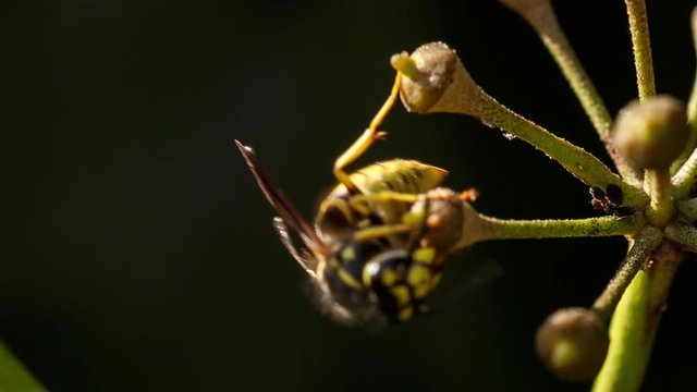 Yellowjacket sucking nectar with the tongue. Amazing closeup of beautiful wasp foraging the tiny flowers of ivy plant, that has to reject the attack of a fly that also wants its share of the delicacy