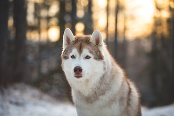 Close-up portrait of cute and beautiful siberian Husky dog sitting on the snow in winter forest at golden sunset
