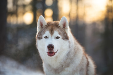 Close-up portrait of beautiful and happy siberian Husky dog sitting on the snow in winter forest at sunset
