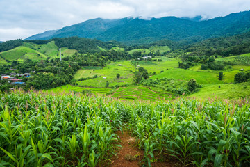 Fototapeta na wymiar Corn farm plantation on hill landscape with Mountain View background