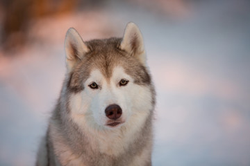 Close-up portrait of cute siberian Husky dog sitting on the snow in winter forest at sunset