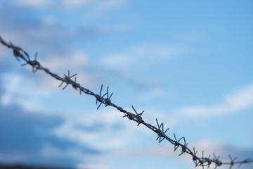 wire, sky, barbed, tree, fence, nature, branch, winter, blue, spring, barbed wire, prison, barb, security, danger, snow, flower, white, metal, steel, protection, blossom, sharp, ice, cold