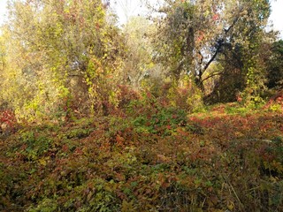 autumn in the forest