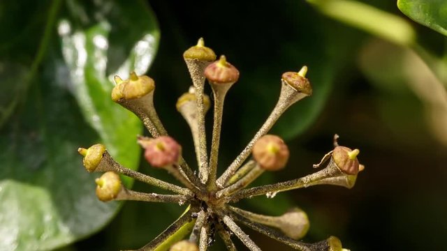 Wasps harvesting the nectar of tiny ivy flowers. Close up of ivy inflorescence where a beautiful yellowjacket ends of sucking flowers and goes away flying