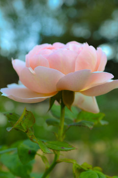 pink rose flower in garden