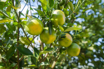 Orange plantation garden, Ripe orange hanging on a tree