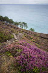 Landscape with heathers