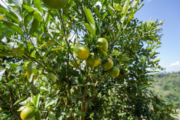 Orange plantation garden, Ripe orange hanging on a tree