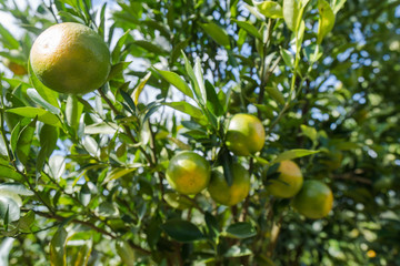 Orange plantation garden, Ripe orange hanging on a tree