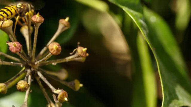 German yellowjackets collecting nectar of common ivy flowers. This beautiful social wasps are omnivorous, so they are beneficial both as for biological pest control or as pollinating insects
