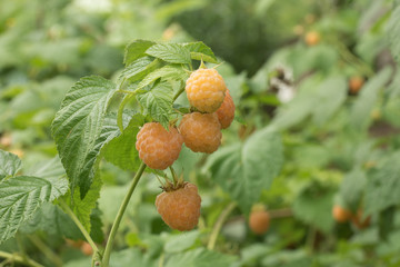 ripe yellow raspberry on a branch.