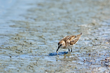 Little Stint (Calidris minuta), Crete, Greece